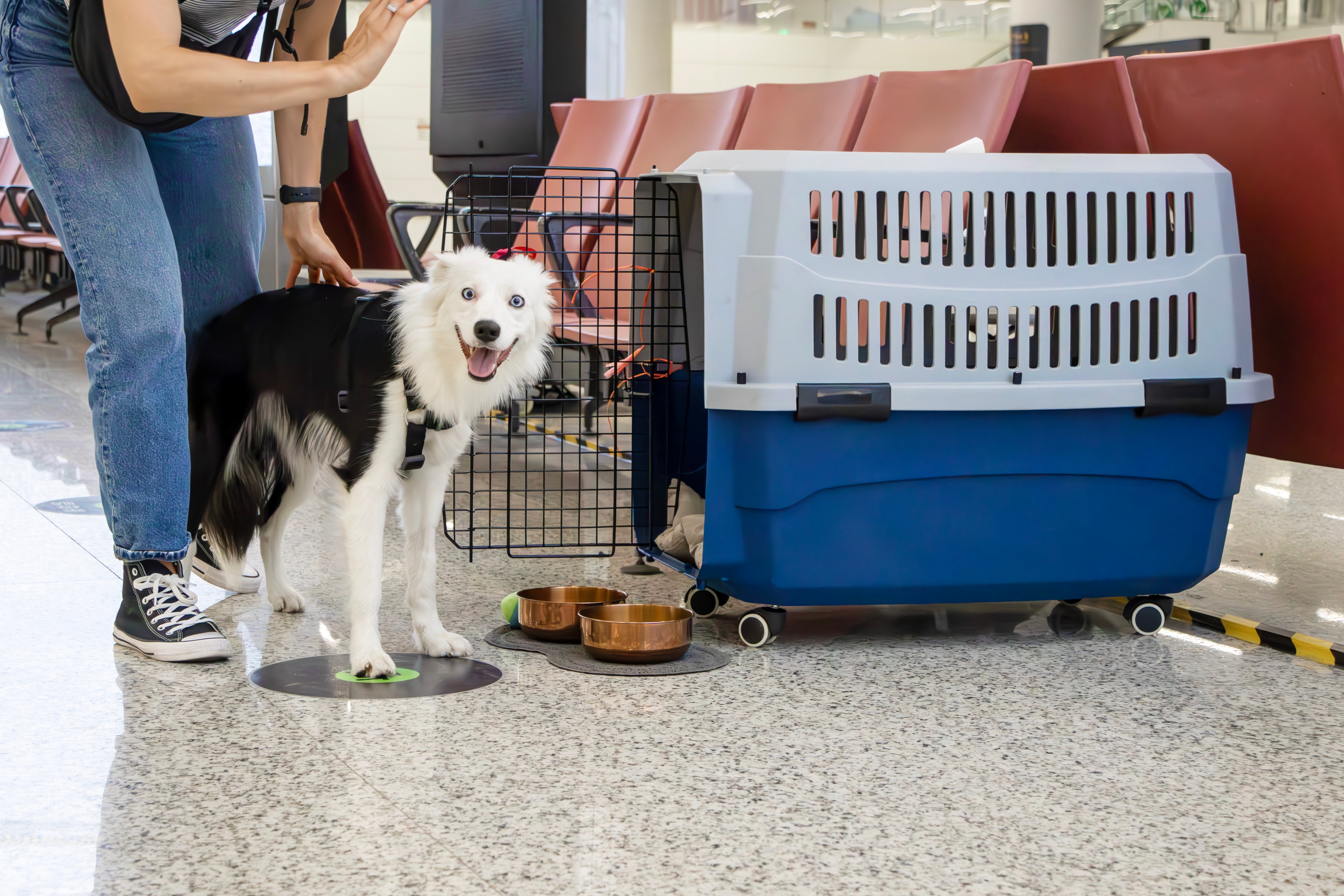 Pet owner with dog preparing for travel